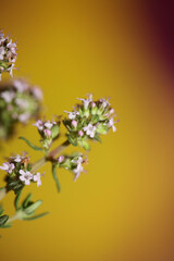 Small aromatic flower blossoming close up thymus vulgaris family lamiaceae background high quality...