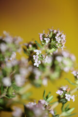 Small aromatic flower blossoming close up thymus vulgaris family lamiaceae background high quality big size print