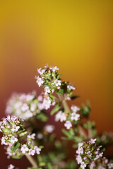 Small aromatic flower blossoming close up thymus vulgaris family lamiaceae background high quality...