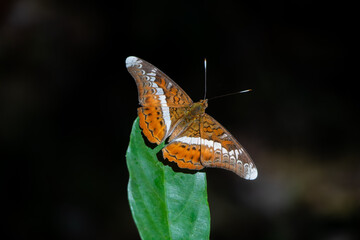 Close up of Knight butterfly in Laos