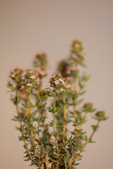 Small aromatic flower blossoming close up thymus vulgaris family lamiaceae background high quality...