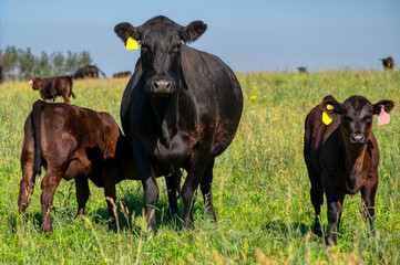 A black angus cow and calf graze on a green meadow. - obrazy, fototapety, plakaty