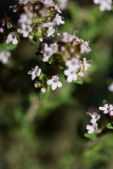 Small aromatic flower blossoming close up thymus vulgaris family lamiaceae background high quality...