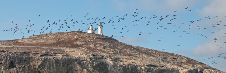 Fototapeta premium Pelicans flying over Anacapa Island Lighthouse in the Channel Islands National Park offshore from Santa Barbara California USA