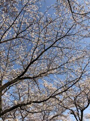 branches against blue sky