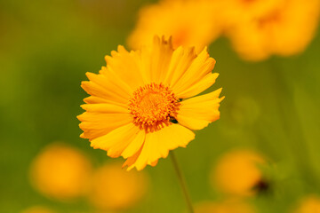 Full blooming of lance-leaved coreopsis (Coreopsis lanceolata) in Japan in early summer