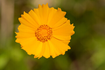 Full blooming of lance-leaved coreopsis (Coreopsis lanceolata) in Japan in early summer