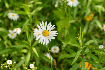 Full blooming of mini marguerite (Chrysanthemum paludosum) in Japan