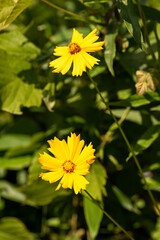 Full blooming of lance-leaved coreopsis (Coreopsis lanceolata) in Japan in early summer