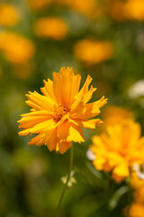 Full blooming of lance-leaved coreopsis (Coreopsis lanceolata) in Japan in early summer