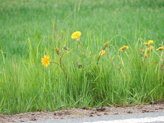 yellow flowers in grass