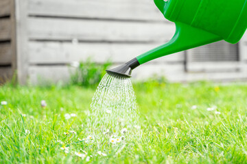 Gardener pours fresh grass with white chamomile flowers from green plastic watering can with shower...