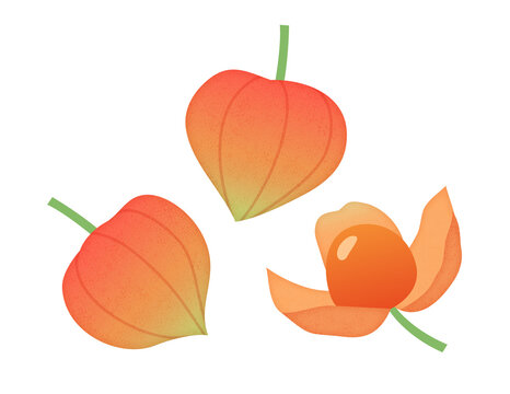 4 254 最適な ほおずき 画像 ストック写真 ベクター Adobe Stock