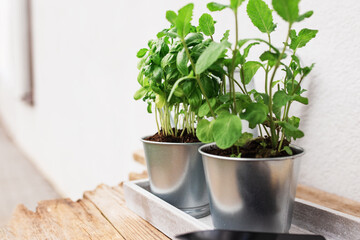Gardening concept. mint and basil herbs in metal pot