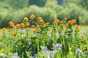 Trollius, orange flowers on a spring green background.