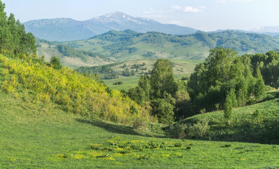 View of mountains in early summer, greenery of forests and meadows