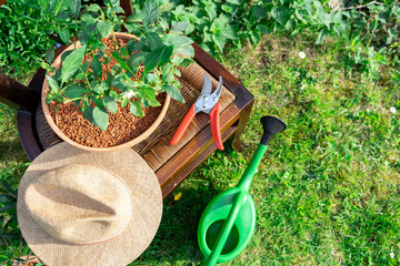 Green plastic watering can with shower cap on fresh grass lawn on backyard outdoors near home plant...