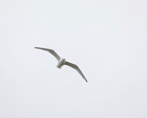 A Seagull Along the Coast of Maine's Wells Beach
