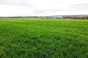 Endless green meadows in spring and blue sky