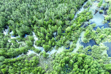 aerial panoramic view of spring landscape with swamp among green forest with fresh foliage
