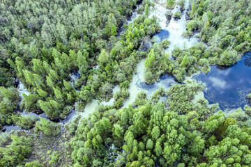 aerial view of green picturesque landscape with forest wood and marsh on a summer day