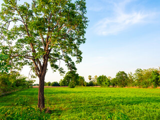 Fototapeta na wymiar Green rural nature field background. Tree with natural landscape on blue sky background with copy space.