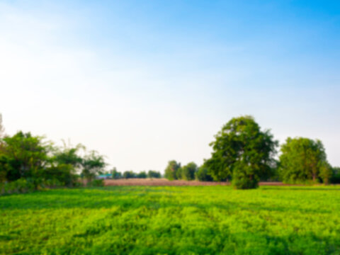 Blurred Green Rural Natural Field Background. Blurry Nature Landscape On Blue Sky Background With Copy Space.