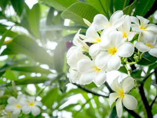 Obraz na płótnie Canvas White Plumeria flowers bouquet, white and yellow color with water drops after raining. Group of blossoming Frangipani flower and green leaves on the tree branch.