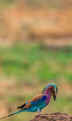 blue and green lovebird