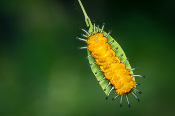 Image of an amber caterpillar on green leaf on natural background. Insect. Animal.