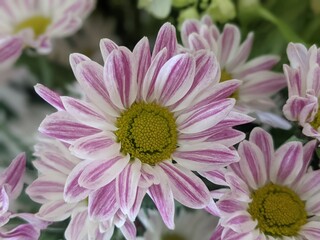 Chrysanthemum_Purplewhite