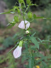 Rosemallow
