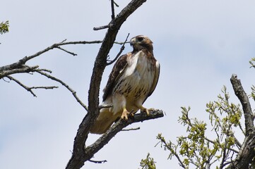 Red-tailed Hawk