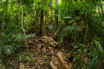 A typical jungle in Southeast Asia. South Vietnam