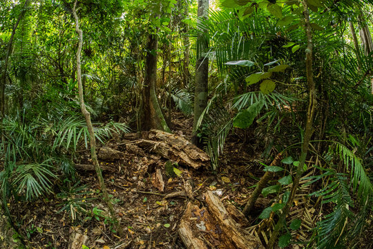 Fototapeta A typical jungle in Southeast Asia. South Vietnam