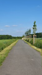 road in the countryside with trees in a row. Thrown away face mask in the grass.