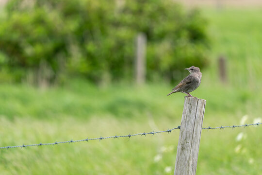 An Barred Warbler