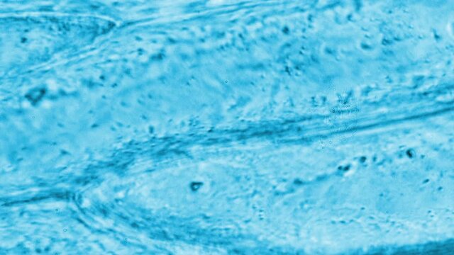 Cell Under Microscope Images – Browse 45,279 Stock Photos, Vectors, and ...