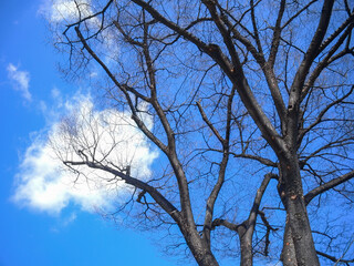 trees without leaves with blue sky in winter