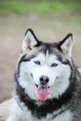 Portrait of the Siberian husky. Friendship forever. . High quality photo