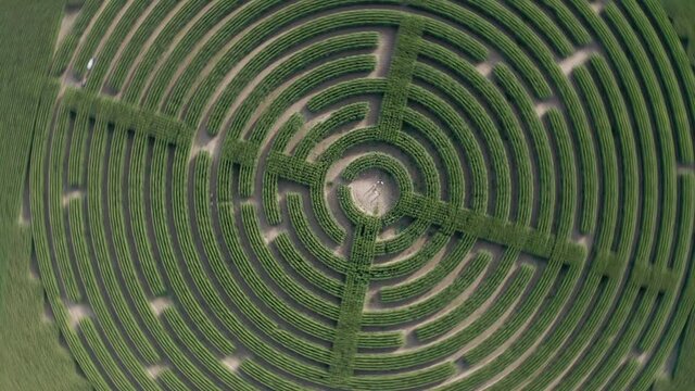Spinning birds eye view of Labyrinth cut in a field of corn. Disorientating. 