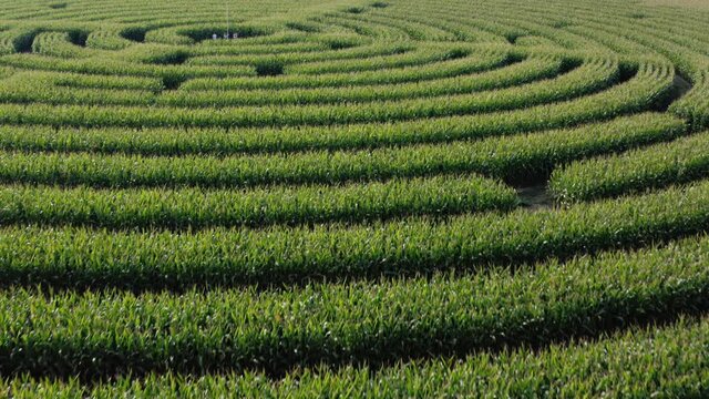 Beautiful low level cinematic drone shot over a field of corn cut into a labyrinth pattern. 