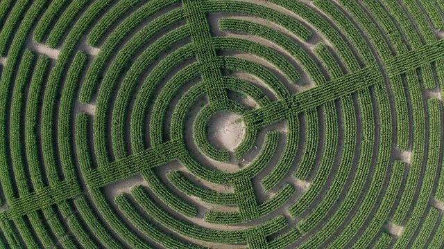 Aerial birds eye pull out shot of fields of corn cut into a giant Laryrinth.
