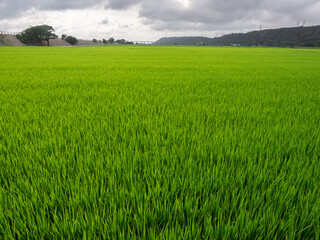 Wide and green paddy field, Taiwan