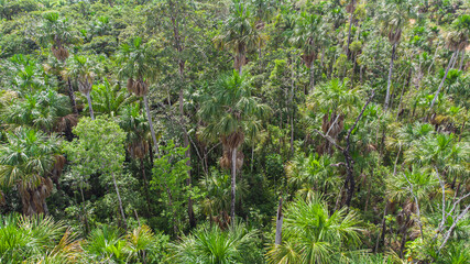 Fototapeta na wymiar Aerial view of native Buriti palm in the middle of the Amazon rainforest. Buritizal.