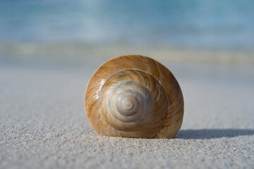 Sea seashell on the white sand beach. Vacation and travel concept