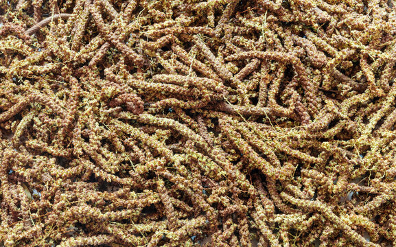 Fallen open birch catkins. Allergic pathogen concept, background