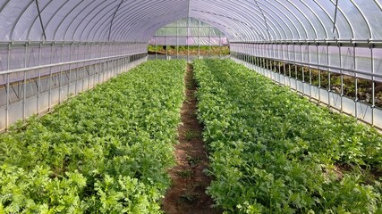 greenhouse with plants