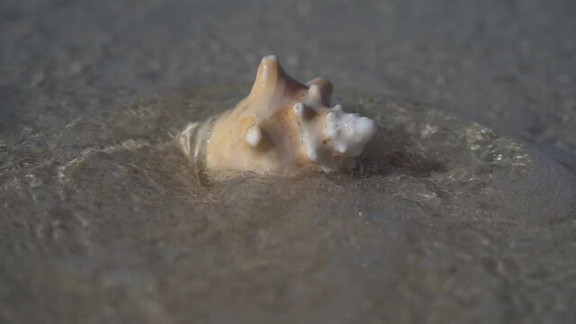 Wave comes to seashell on the white sand beach in slow motion. Vacation and travel concept