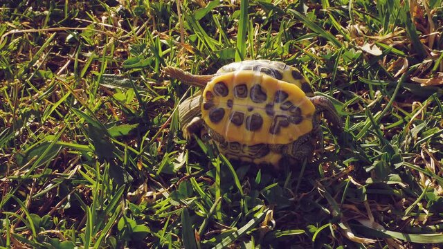Small green turtle in the grass. The turtle lies on its back and rolls over